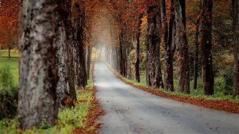 Fall Trees Forests Autumn Roads Nature Hd Wallpaper