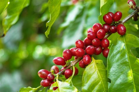 Cultive a planta do café em uma terra de envasamento de ótima qualidade. Planta del café -Venta Café