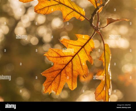 Golden Oak Tree Hi Res Stock Photography And Images Alamy