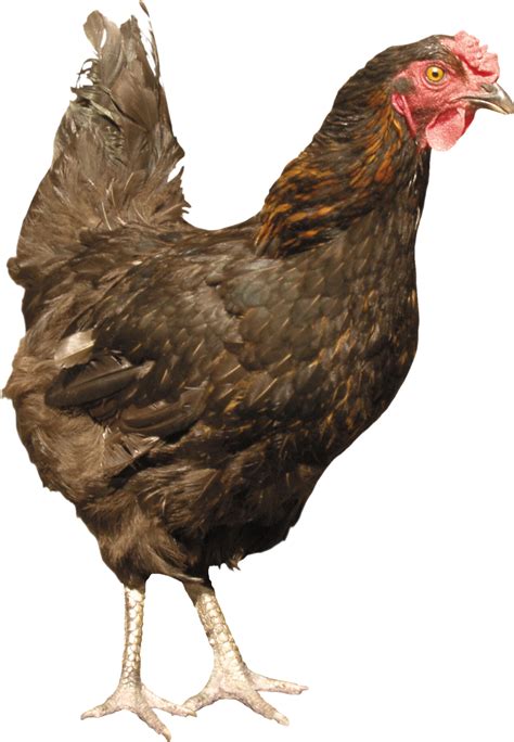 A Black And Brown Chicken With A Red Comb On It S Head Standing In Front Of A White Background