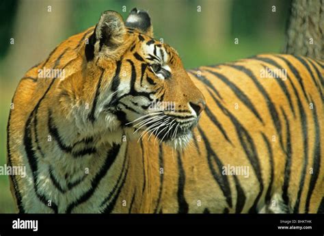 Portrait Of A Young Tiger Stock Photo Alamy