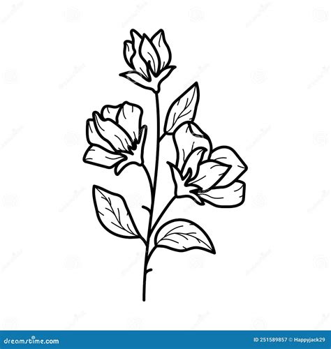 Beautiful Sweet Pea Flower With Leaves Line Art Plant Branch Vector