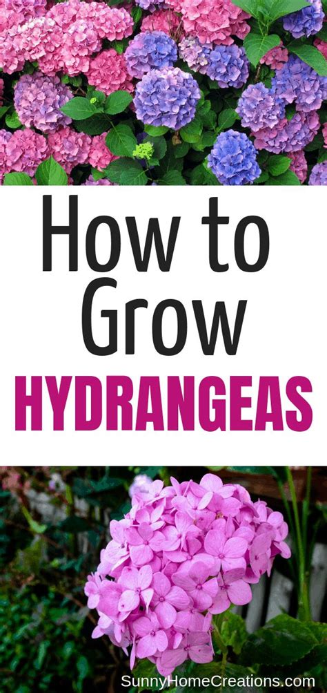 Hydrangea Care And Growing Tips Hydrangea Care Hydrangea Landscaping