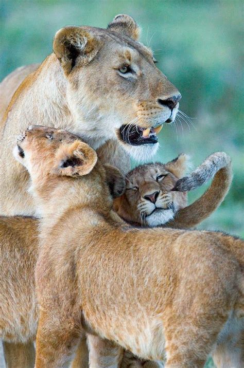 Close Up Of A Lioness And Her Two Cubs By Panoramic Images In 2021