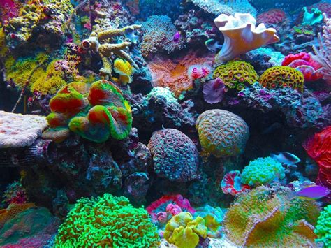 Coral Reefs Earth Issues Animal Encyclopedia