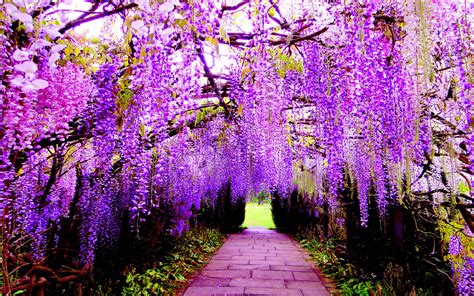 Hanging Flower Wisteria Purple Flowers Wallpaper For Pc Tablet And
