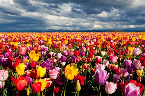 Colorful Tulip Field 5k Retina Ultra Hd Wallpaper Background Image