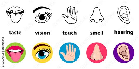 Plakat Set Of Five Human Senses Vision Eye Smell Nose Hearing Ear Touch Hand Taste