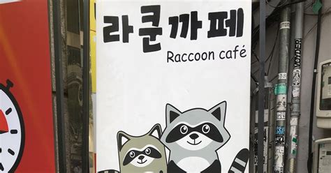 Le Raccoon Café Un Café Animalier Original En Corée Korean