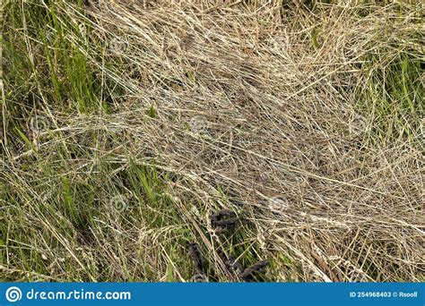 Drying Of Grass For Obtaining And Storing Hay Stock Image Image Of