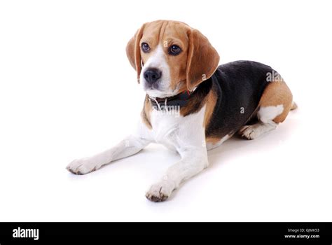 Beagle Stock Photo Alamy