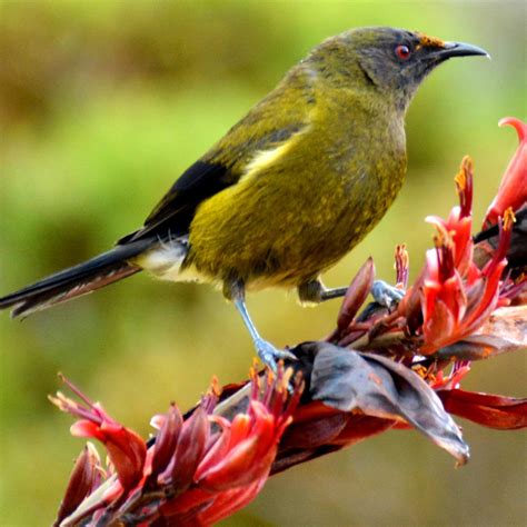 10 Tips For Attracting Native Birds To Your Garden Waikanae Watch