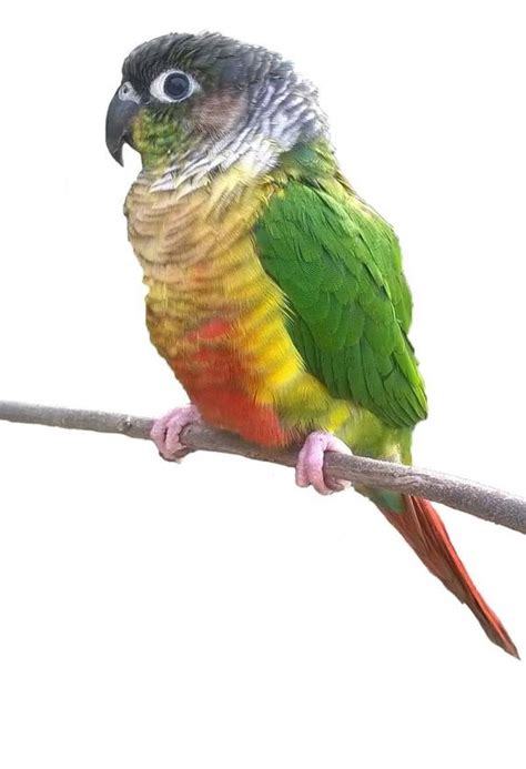 Yellow Sided Green Cheek Conure The Animal Store