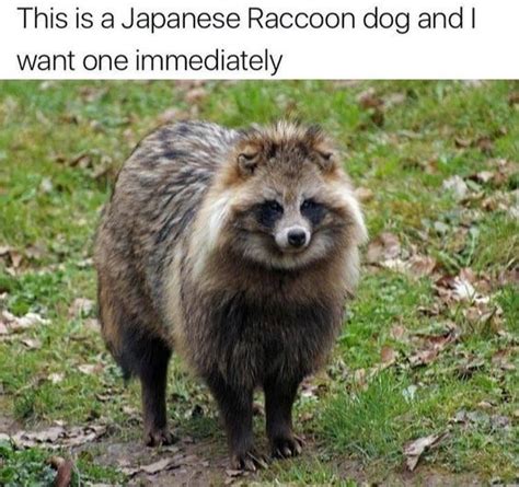 19 Hilarious Raccoon Meme That Make You Smile Memesboy