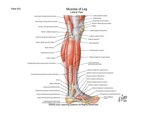A tendon is a structure that connects muscle to bone to allow movement. Knee muscles and tendons | Leg muscles diagram, Anatomy of ...