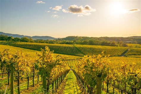 12 Top Napa Valley Wineries To Visit Travel Us News
