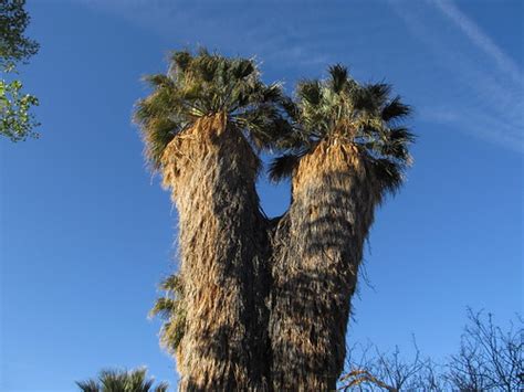 Two Headed Palm Tree Cottonwood Spring Oasis Joshua Tree Flickr