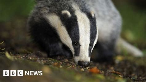 Badger Cull Programme Is Extended Into Dorset Bbc News