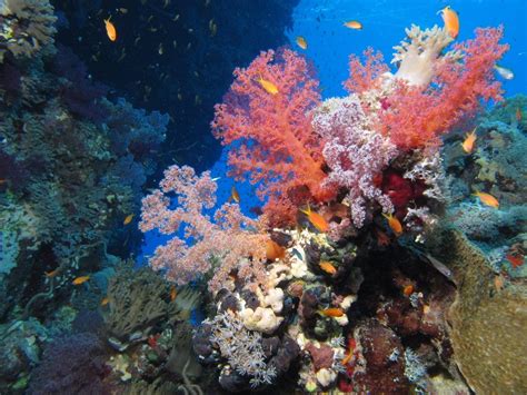 Pastel Colours At Gota Kebir St Johns Reefs Red Sea Egypt Scuba