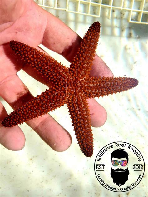Fl Keys Common Orange Starfish Ehinaster Spinulosus Reef Safe