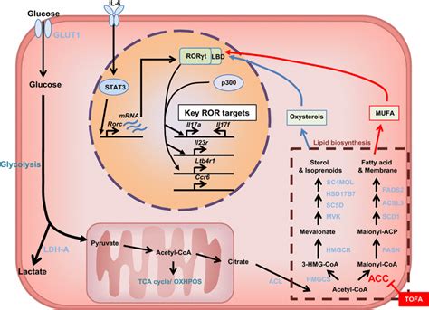 Acc1 Induced Fatty Acid Biosynthesis Is Required For The Download