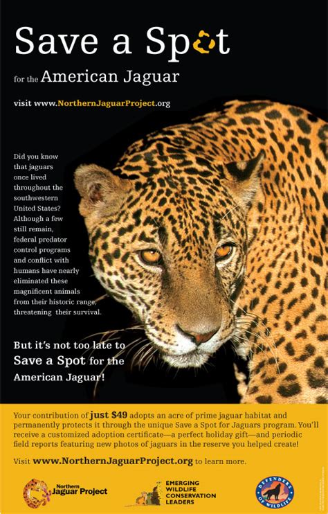 Jaguar Ewcl Emerging Wildlife Conservation Leaders