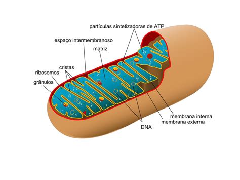 Mitocôndria Biologia Celular