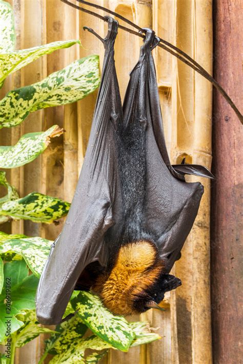 The Giant Golden Crowned Flying Fox Also Known As The Golden Capped