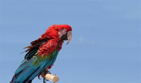 Green Wing Macaw Parrot Bird Ara Chloropterus Stock Image Image Of