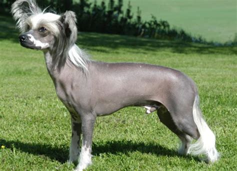 Chinese Crested Dog Breeds Facts Advice And Pictures
