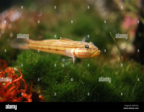 Goby Fish High Resolution Stock Photography And Images Alamy