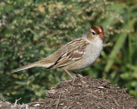 White Crowned Sparrow Birdspix