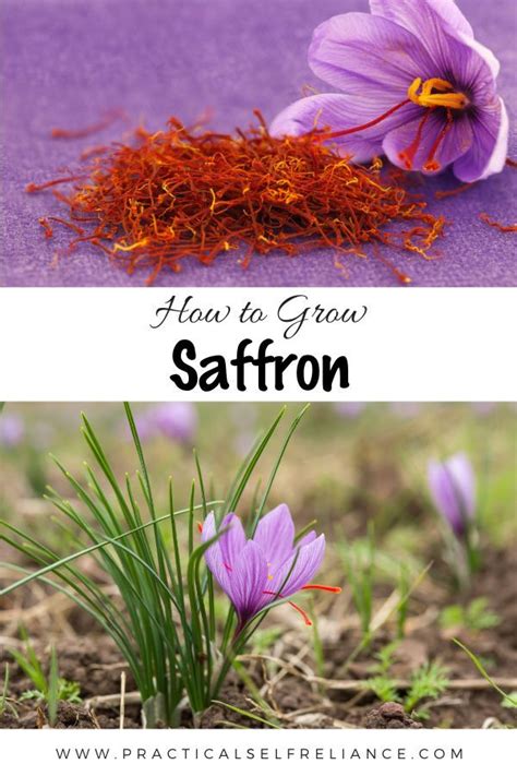 How To Grow Saffron Even In Cold Climates Growing Saffron Crocus