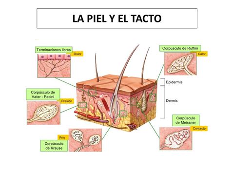 Manguera Modales Eso Sentido Del Tacto Anatomia Y Fisiologia Sada