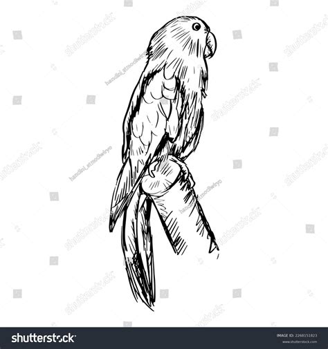 Sketch Drawing Eclectus Parrots Stock Vector Royalty Free 2268151823