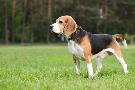 Beagles The Fun Loving High Energy Hound Vetbabble