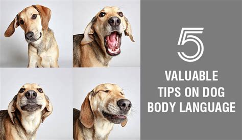 5 Valuable Tips On Dog Body Language Discountpetcare