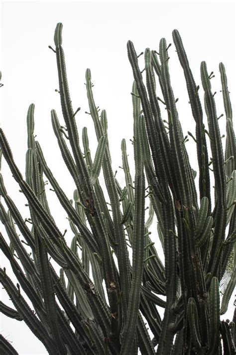 Tall Vertical Cacti From Arizona Cactus Garden Stock Image Image Of