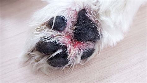 Red Sore On Dog Paw Petmd