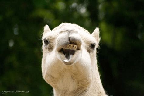 Here Are Some Hilarious Photos Of Animals Making Funny Faces Funny