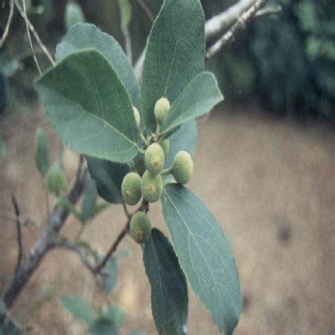 Ficus Iteophylla Pharmacopée Africaine Inoya
