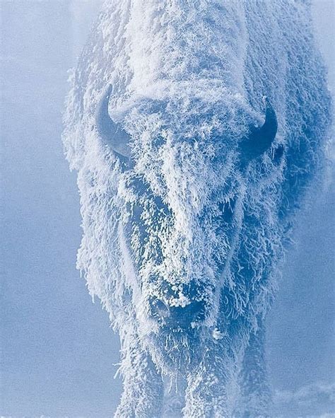 Female Buffalo Covered In Snow By Tom Murphy Yellowstone National