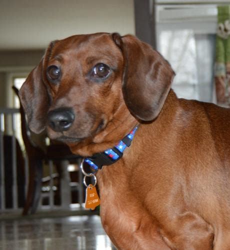 We are a small, home based (my own home, and one in illinois) rescue where our mission is to find su. Romeo Dachshund Young - Adoption, Rescue for Sale in ...