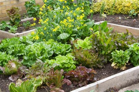 Small Vegetable Garden Plans Layouts The Old Farmers