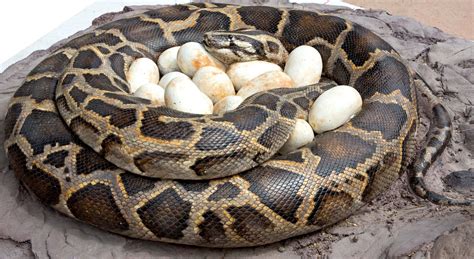 How Many Eggs Does An Anaconda Lay Piton
