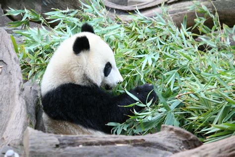 Su Lin Panda At San Diego Zoo Lora313 Flickr