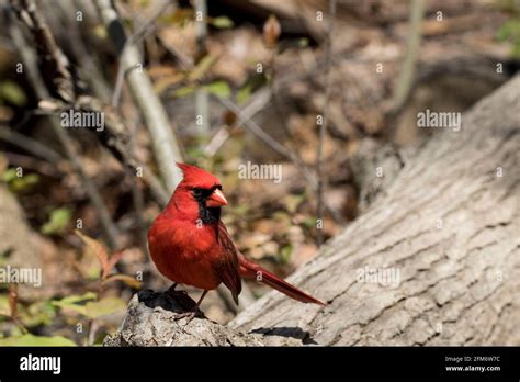 Cardinal Close Up Forest Birds In The Wild Bright Red Cardinal Sitting