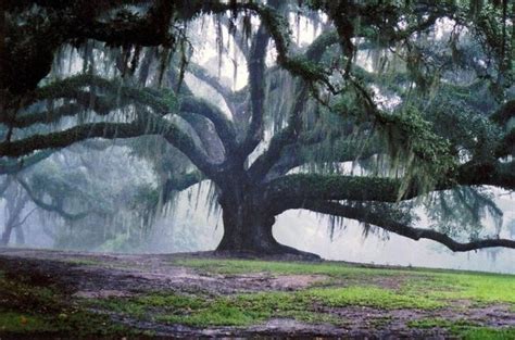 100 Year Old Oak In Alabama I Would Like To See This In Person