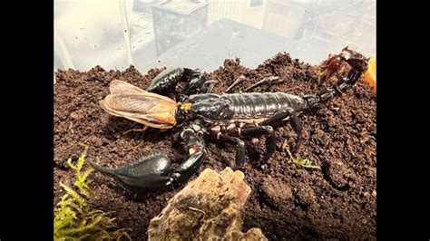 Giant Asian Forest Scorpion Heterometrus Spinifer Rehouse And Care