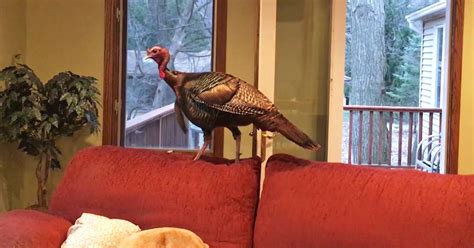 Couple Comes Home To Find A Wild Turkey On The Couch Videos The Dodo